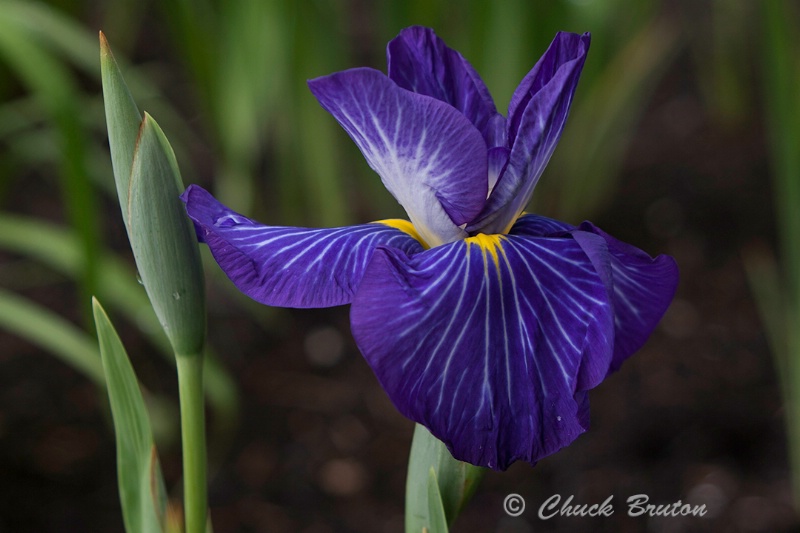 Bearded Iris 