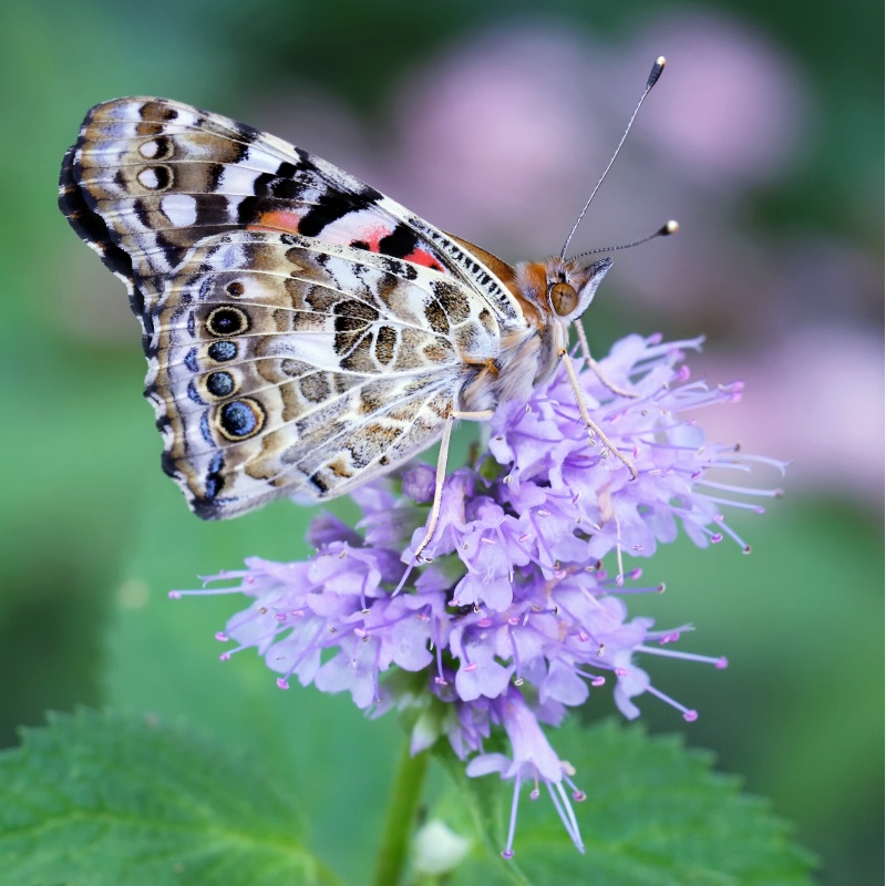 Lavender Lunch