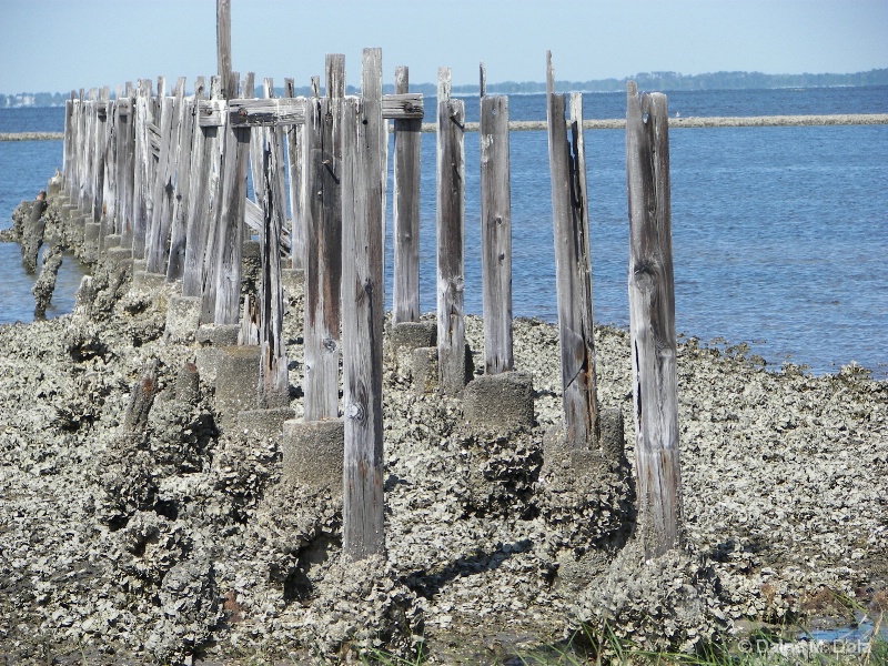Barnacle encrusted pilings