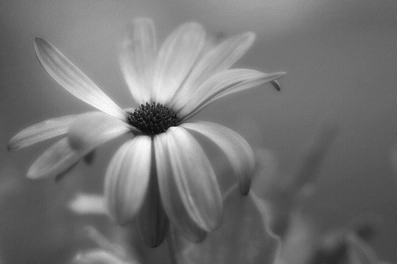 osteospermum, in b&W