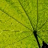 2PhotoID: 14519659  - ID: 14519659 © Carol Eade