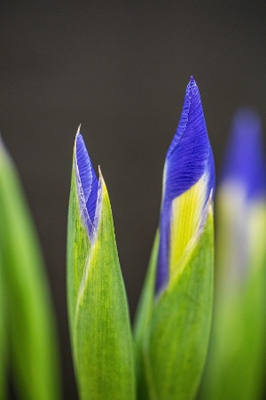 Irises