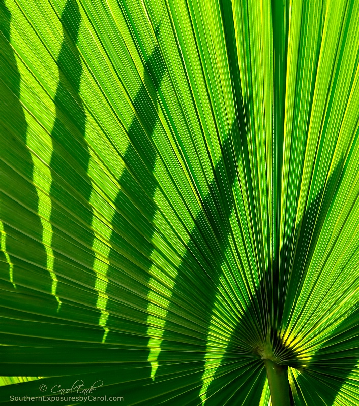 Palm Fronds - ID: 14519724 © Carol Eade