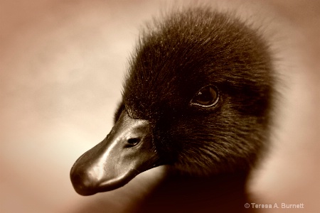 Cayuga Duckling