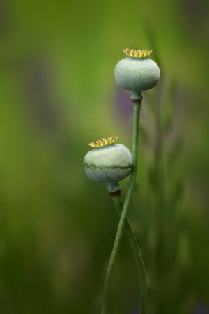 Poppy Seed Pods