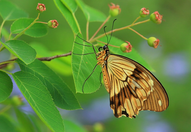 Mocker Swallowtail