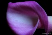 Purple Passion