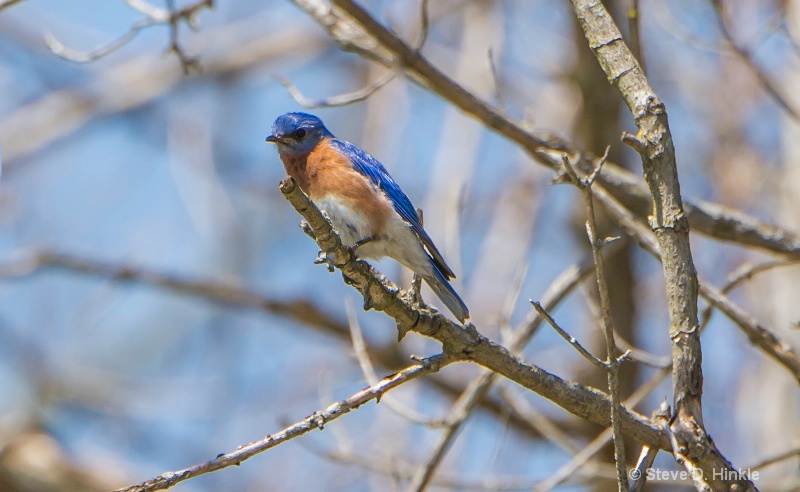 Bluebird Over My Head