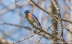 Bluebird Over My ...
