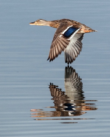 Mallard hen flying by