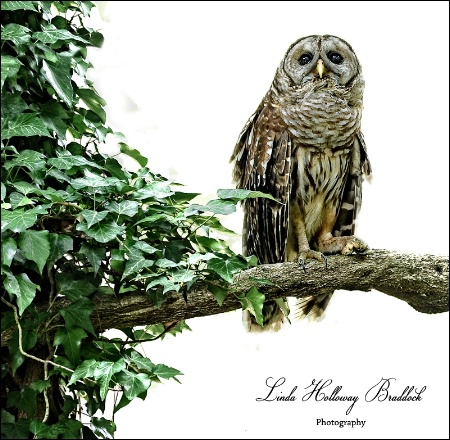 Mama  Barred  Owl