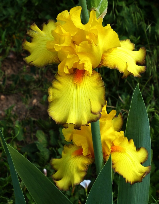 Yellow Beauty