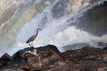 Heron at Great Falls