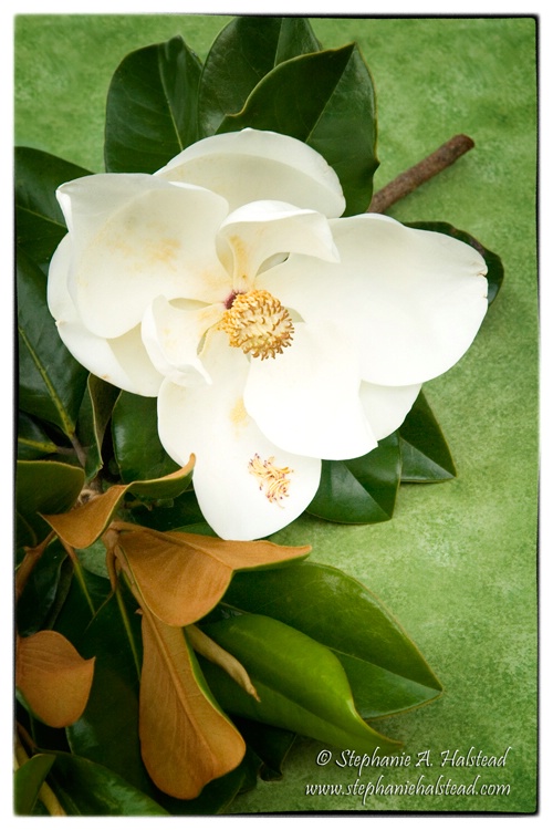 Magnolia