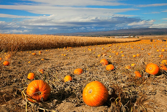 Pumpkin Harvest