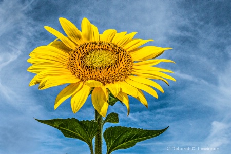 Huge Sunflower