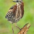 2Young Green Heron - ID: 14521301 © Carol Eade