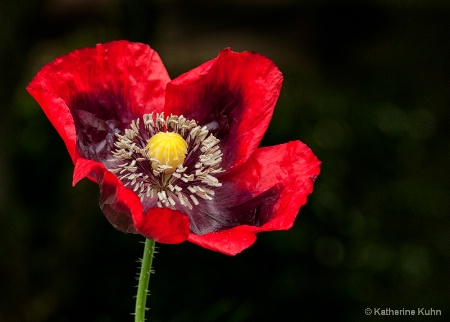 Papaver