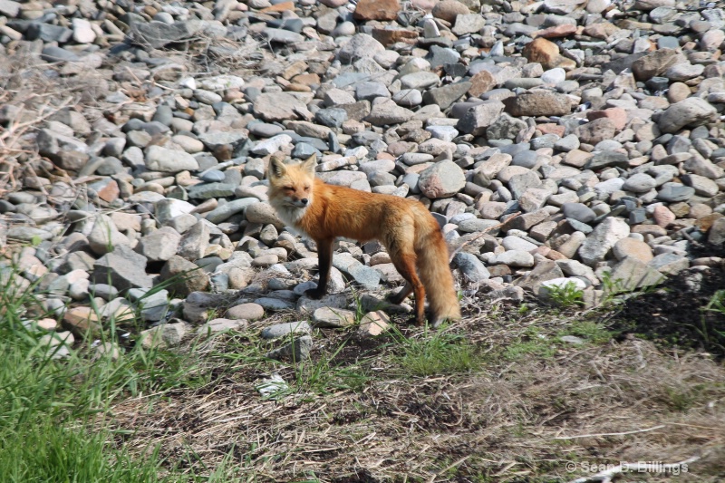 Acadia Schoodic, Red Fox, May 2014
