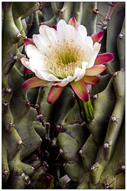 monstrous cactus and bloom