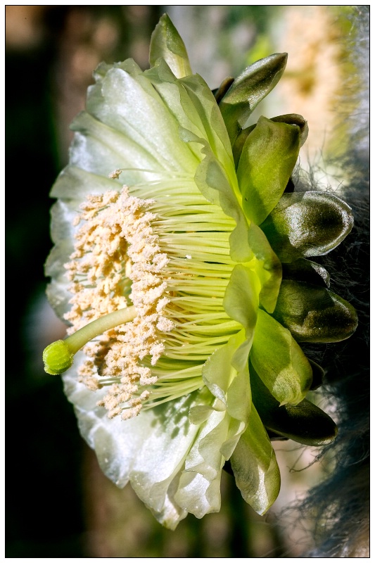 peruvian old man cactus bloom - ID: 14522466 © Patricia A. Casey