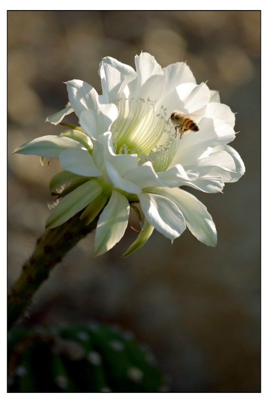 easter cactus and bee  - ID: 14522468 © Patricia A. Casey