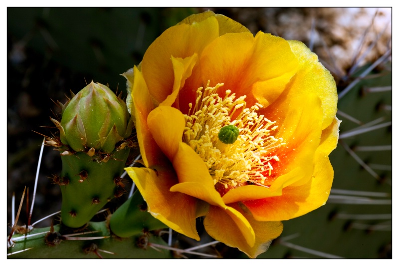 yellow opuntia 