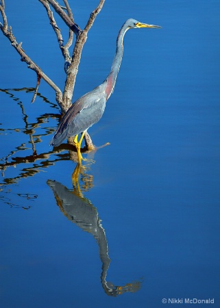 Tricolored Heron