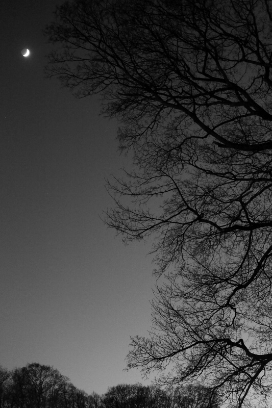 Half Moon & Half Trees - ID: 14522720 © Ilir Dugolli