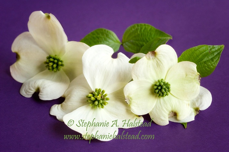 Dogwoods on Purple