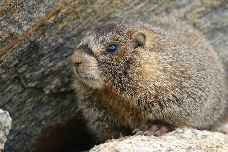 Curious Marmot