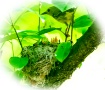 A New Spring, A N...