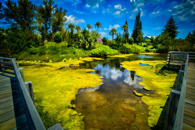 Nature Reserve, Bermuda
