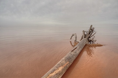 Driftwood