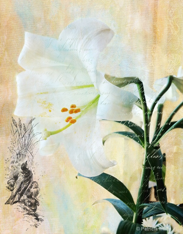 Easter Lily