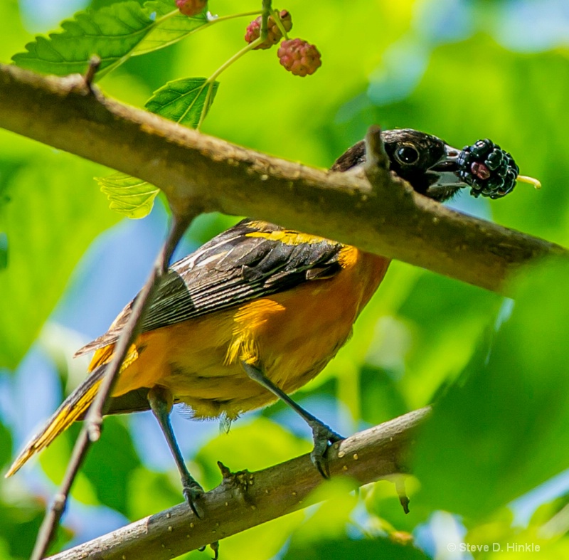 The Berry Thief (Baltimore Oriole)