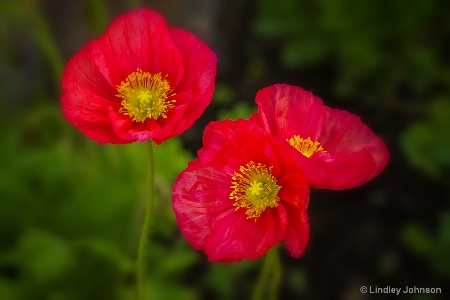 Poppy Trio