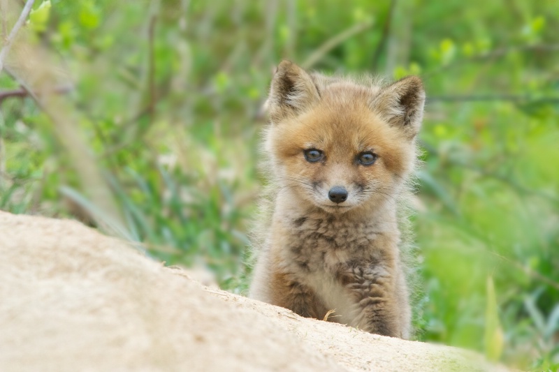 Little Fox Can't Get Much Cuter - ID: 14525192 © Kitty R. Kono