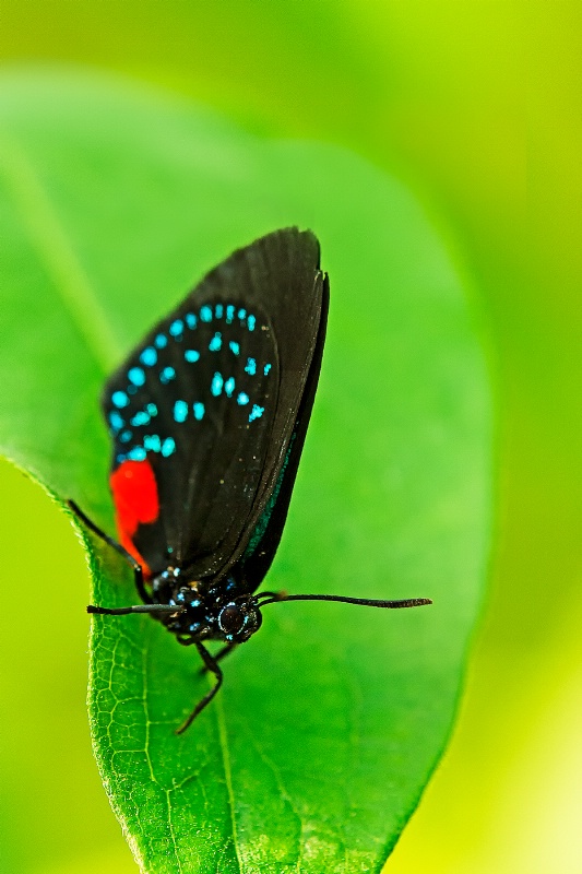 Black Beauty