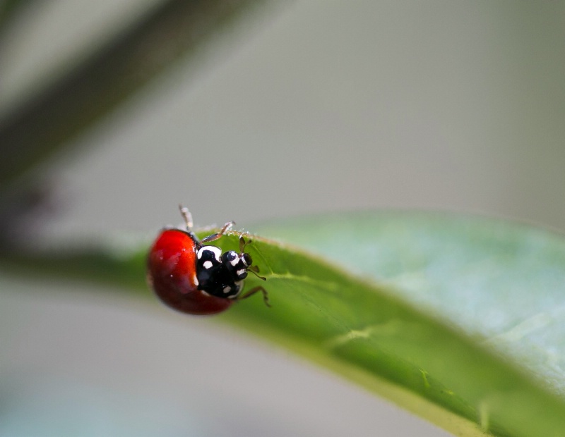 Ladybug