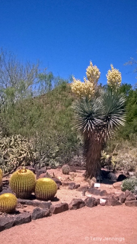Desert Botanical Gardens - Scottsdale, Airzona - ID: 14525470 © Terry Jennings