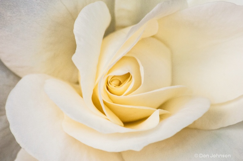 NYC White Rose - ID: 14525575 © Don Johnson