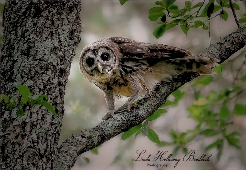 Young Owl In Backyard