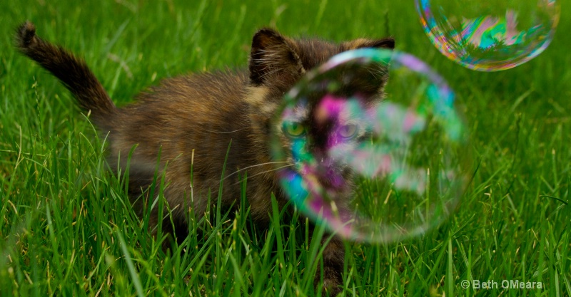 Felix the Ferocious Bubble Hunter - ID: 14527201 © Beth OMeara