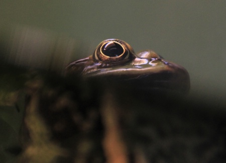 A frog's eye