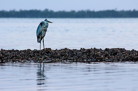 a heron on her island