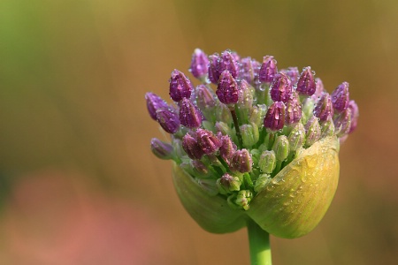 Dewy Onion 