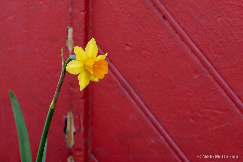 Daffodil on Red