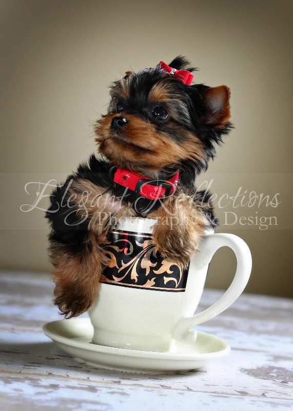 ~Pup In Cup~