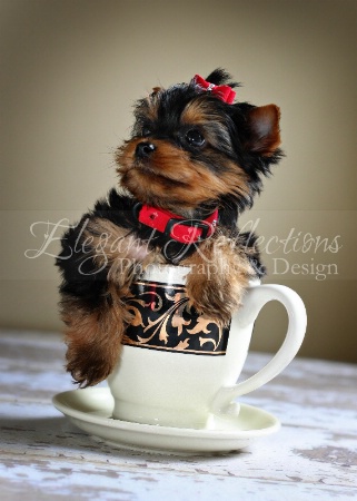 ~Pup In Cup~